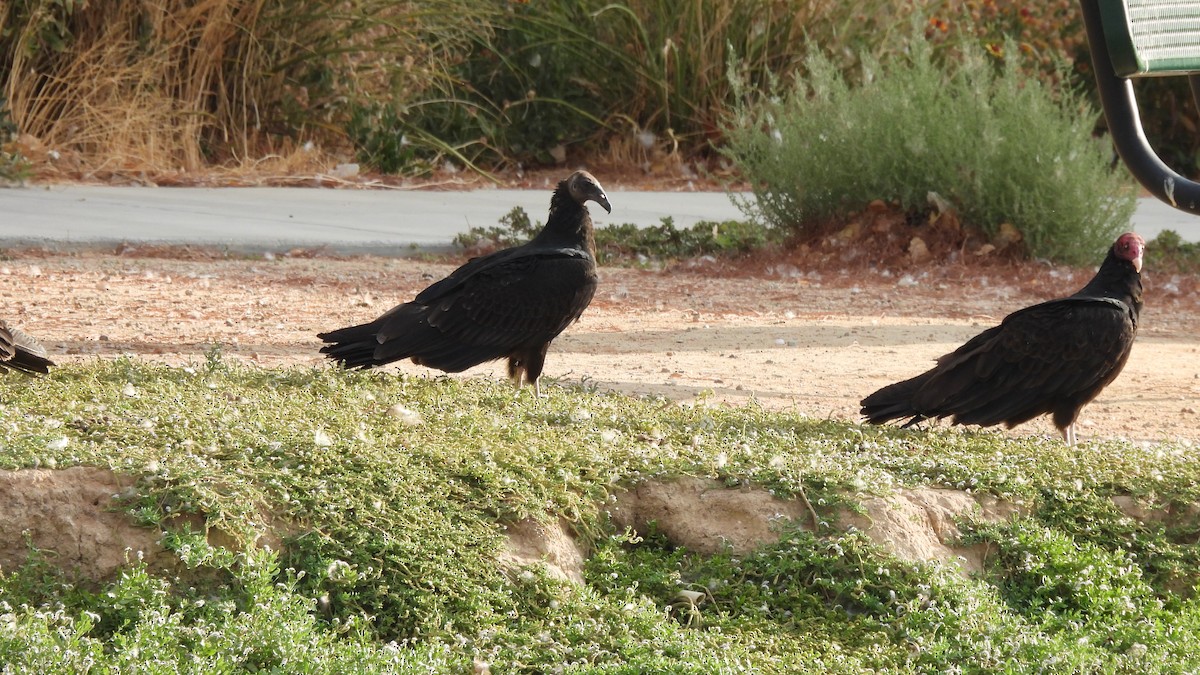 Turkey Vulture - ML623674469