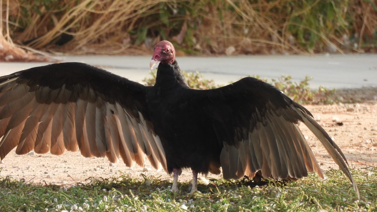 Turkey Vulture - ML623674470