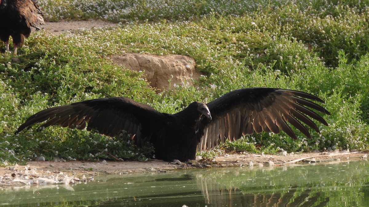 Turkey Vulture - Karen Evans