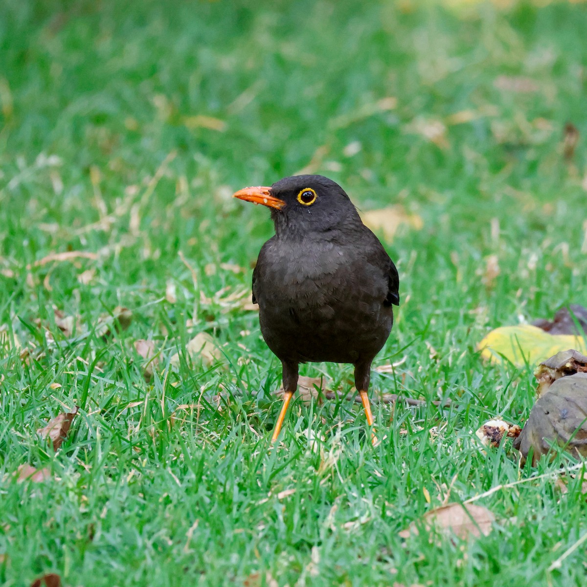 Great Thrush - Charlotte M