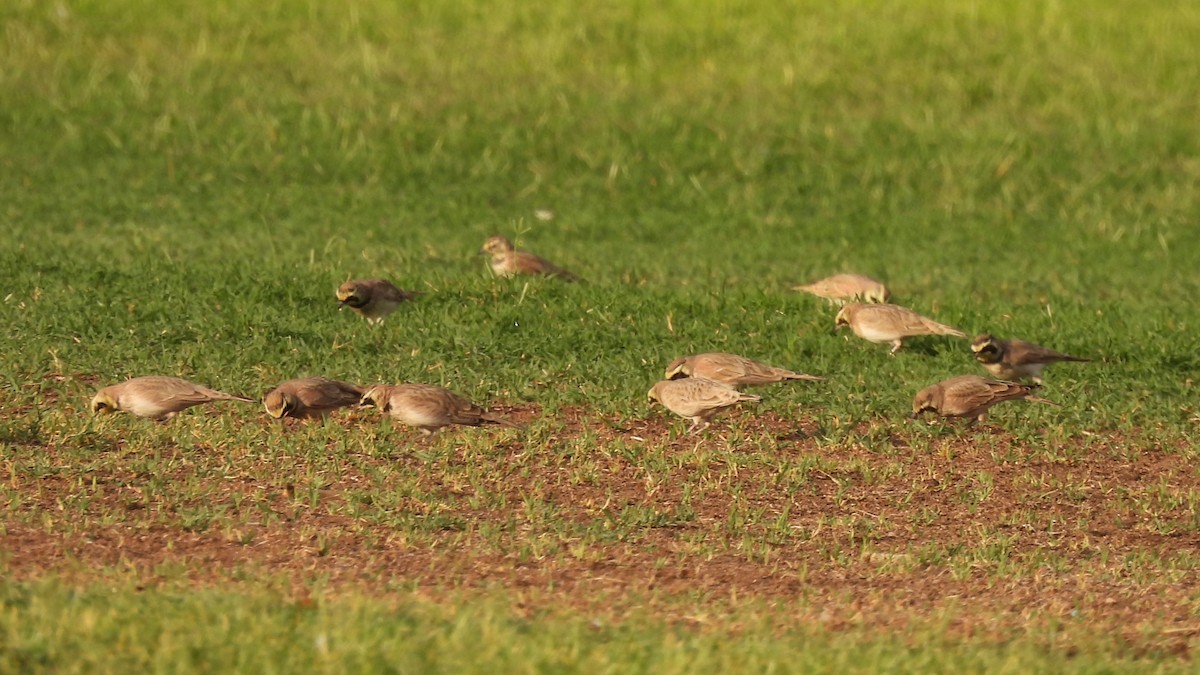 Horned Lark - ML623674497