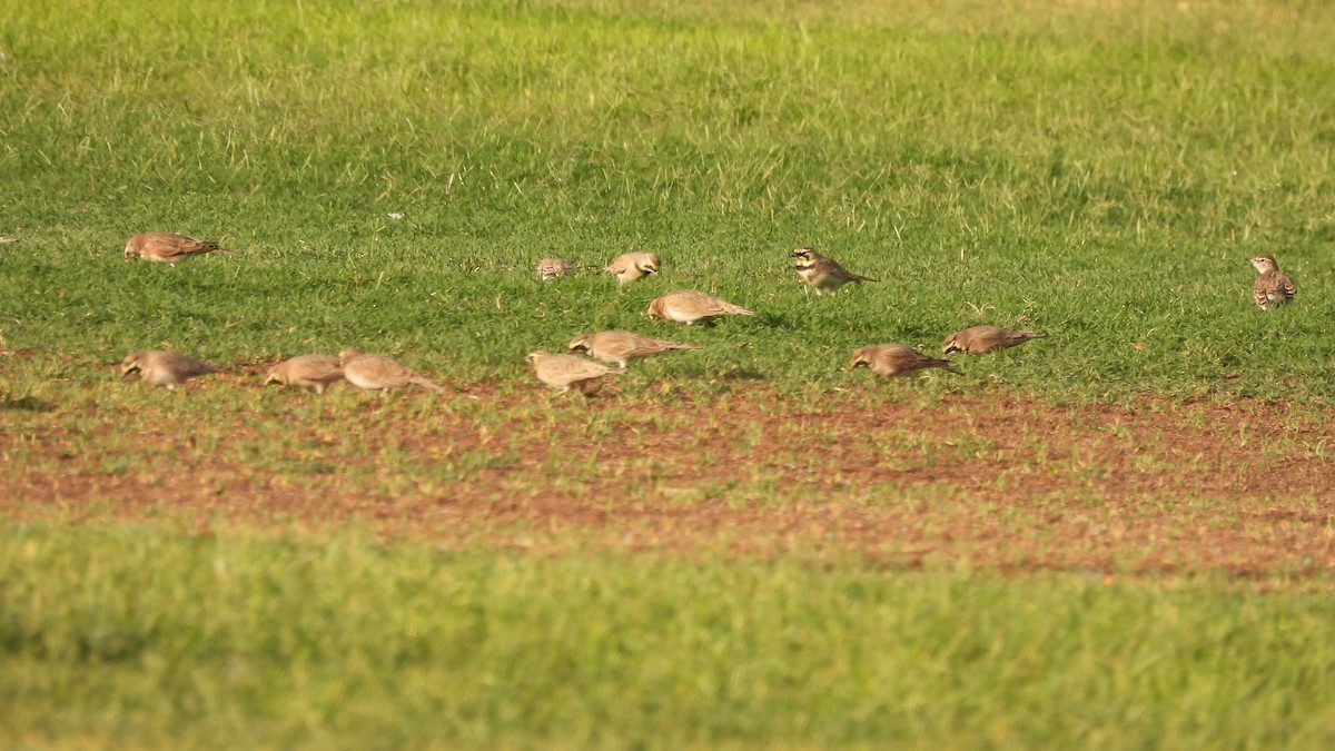 Horned Lark - ML623674498