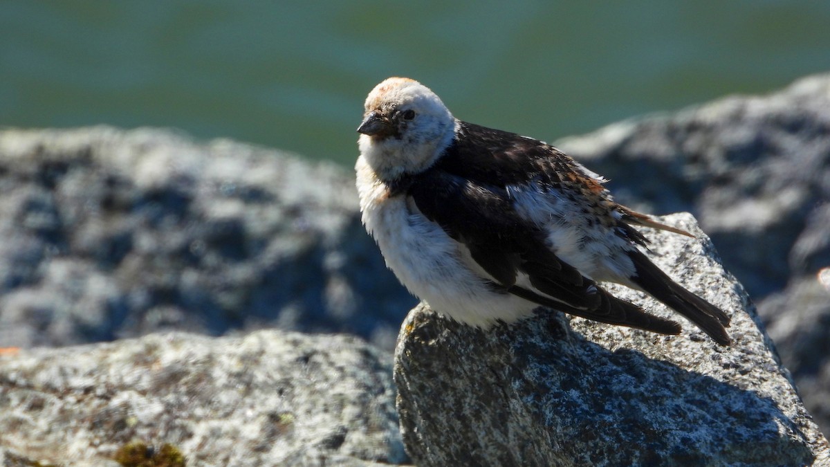 Snow Bunting - Patrik Spáčil