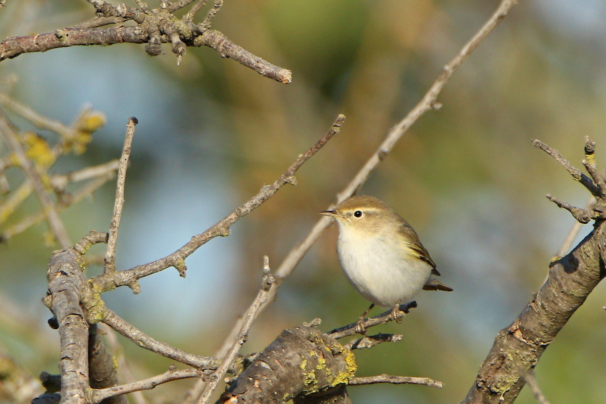 Western Bonelli's Warbler - ML623674549