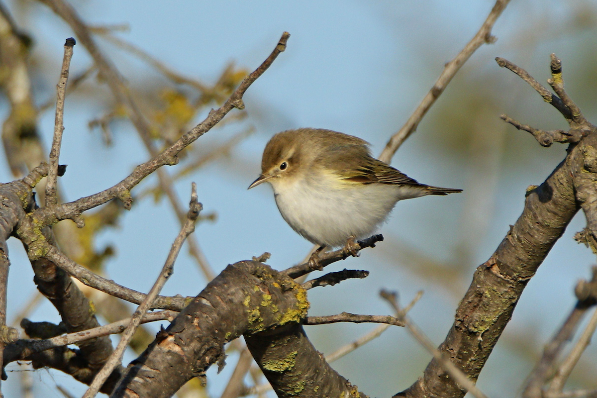 Western Bonelli's Warbler - ML623674551