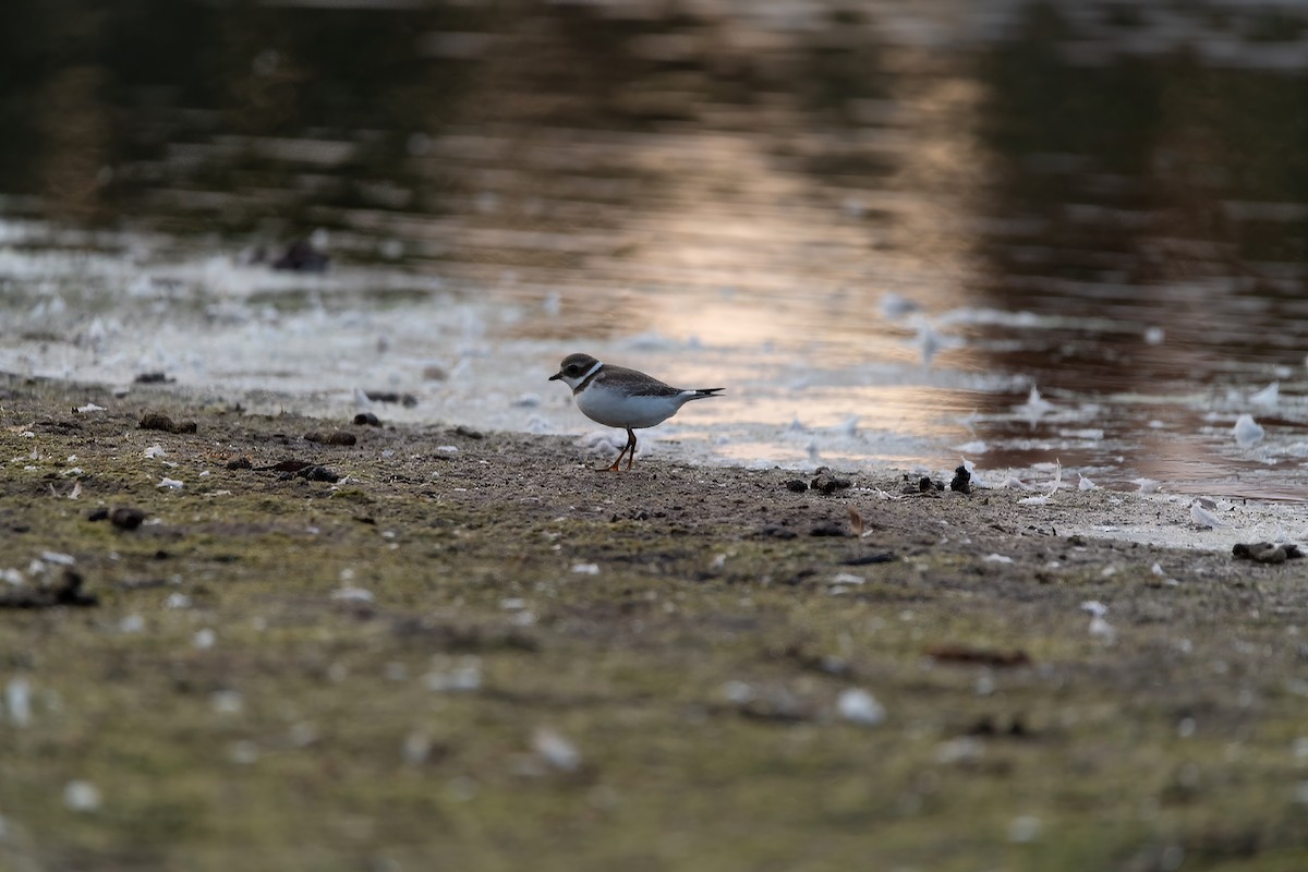 Semipalmated Plover - ML623674568