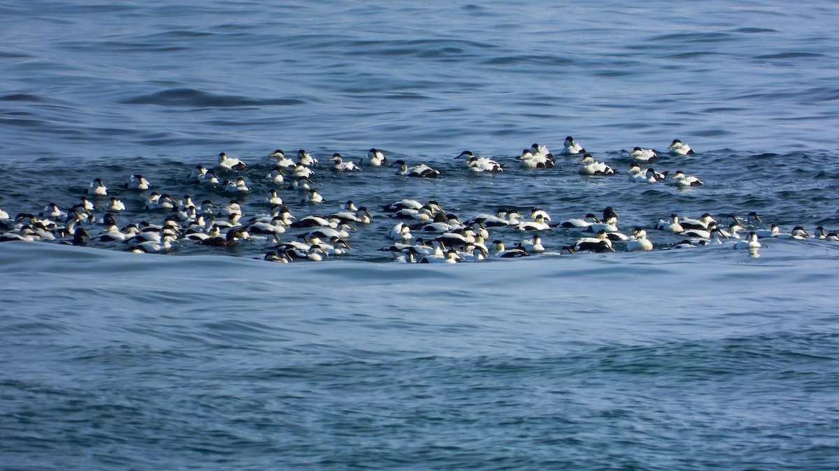 Common Eider - ML623674586
