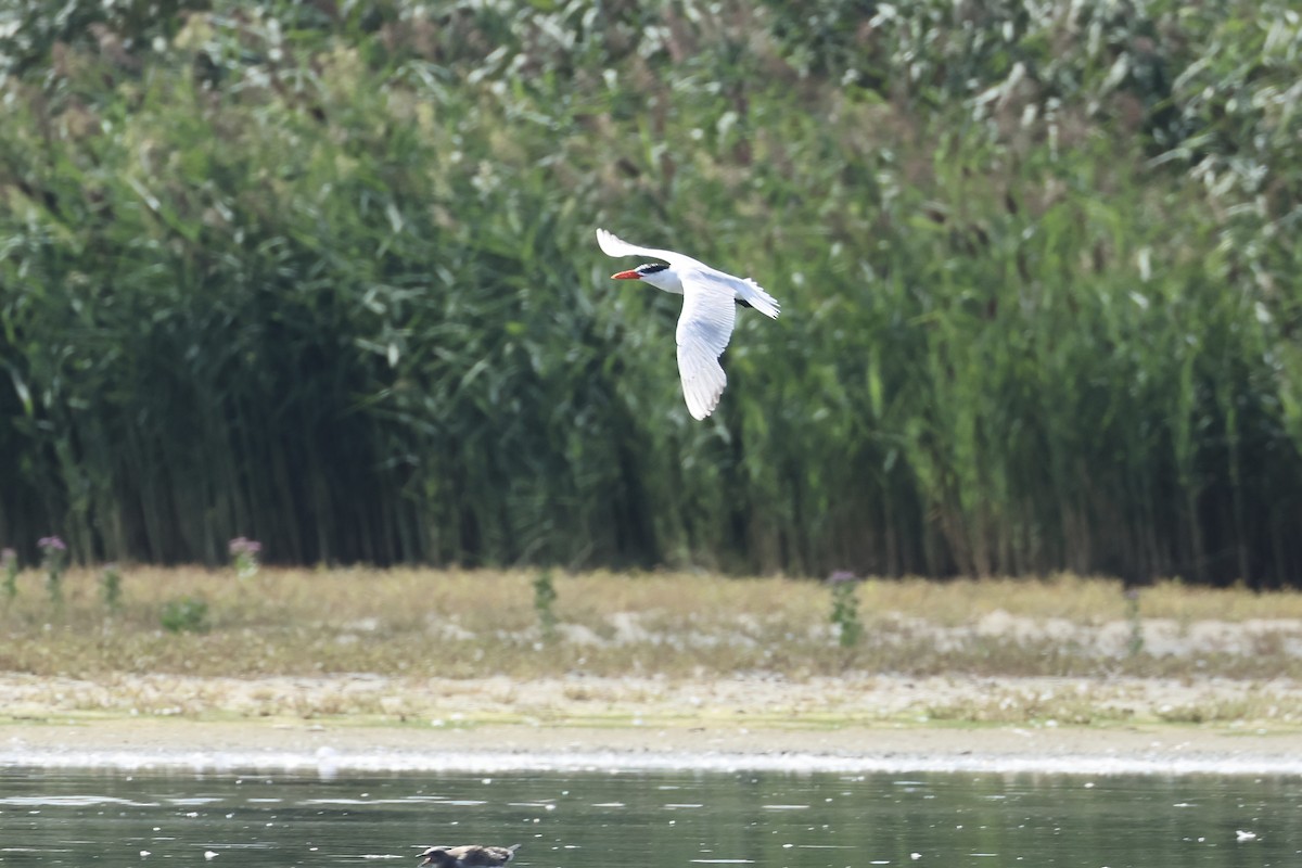 Caspian Tern - E R