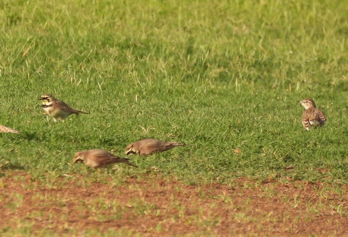 American Pipit - ML623674607