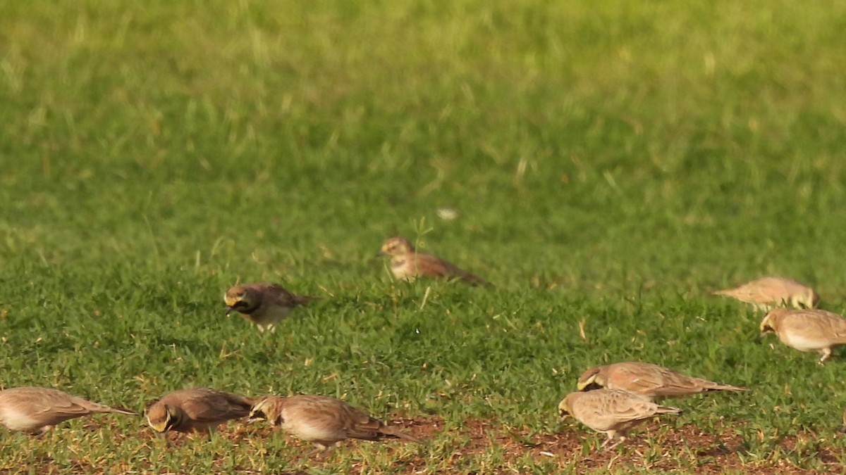 American Pipit - ML623674608