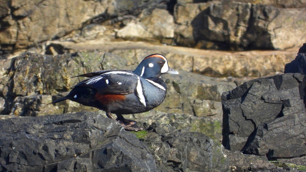 Harlequin Duck - ML623674610