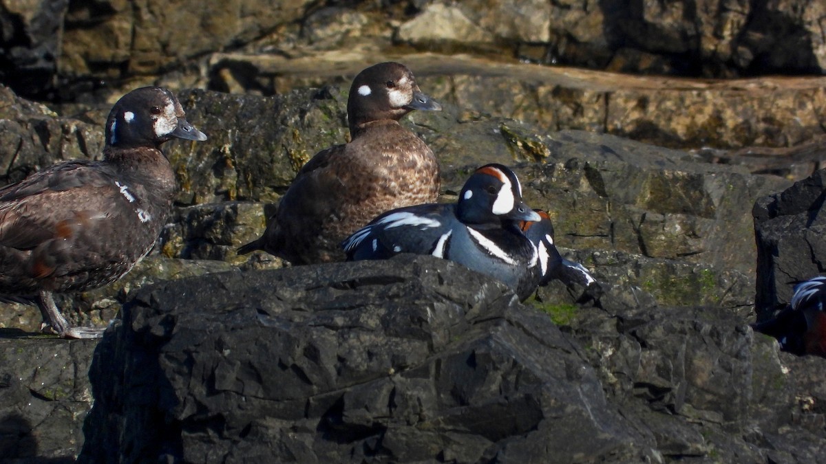 Harlequin Duck - ML623674612