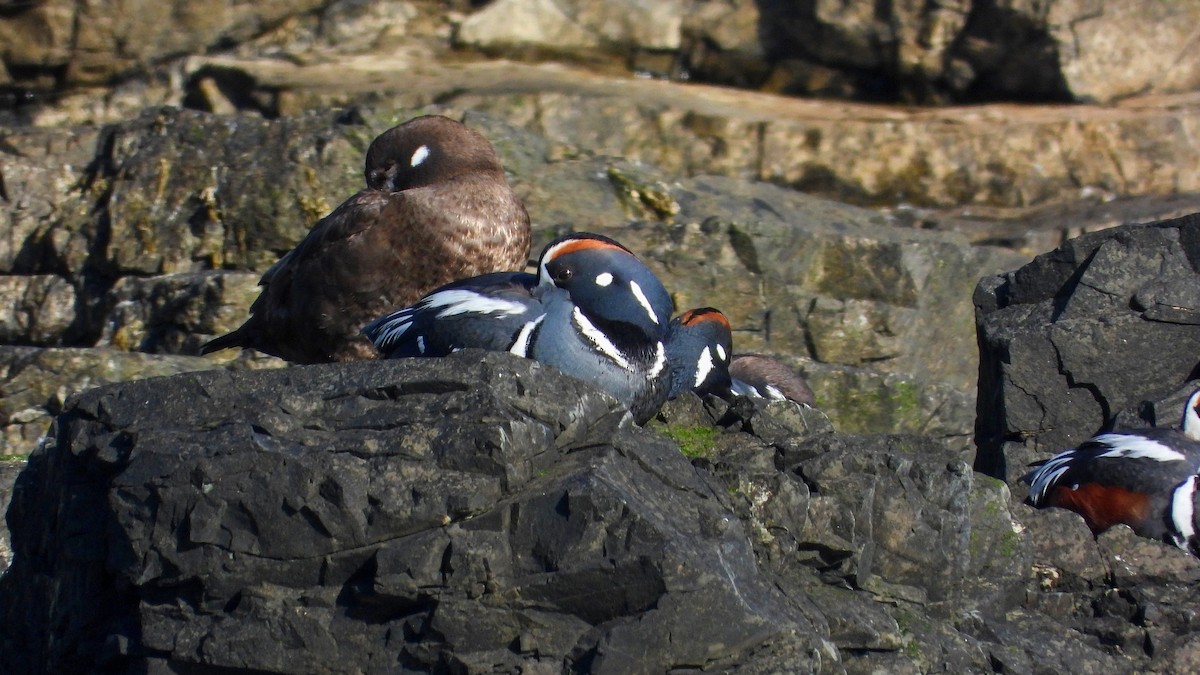 Harlequin Duck - ML623674613