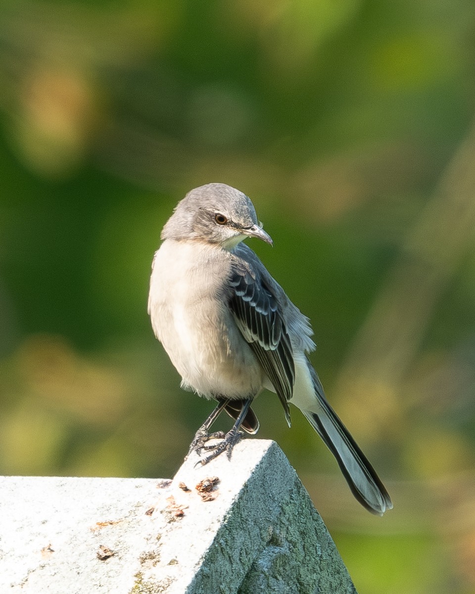 Northern Mockingbird - ML623674641