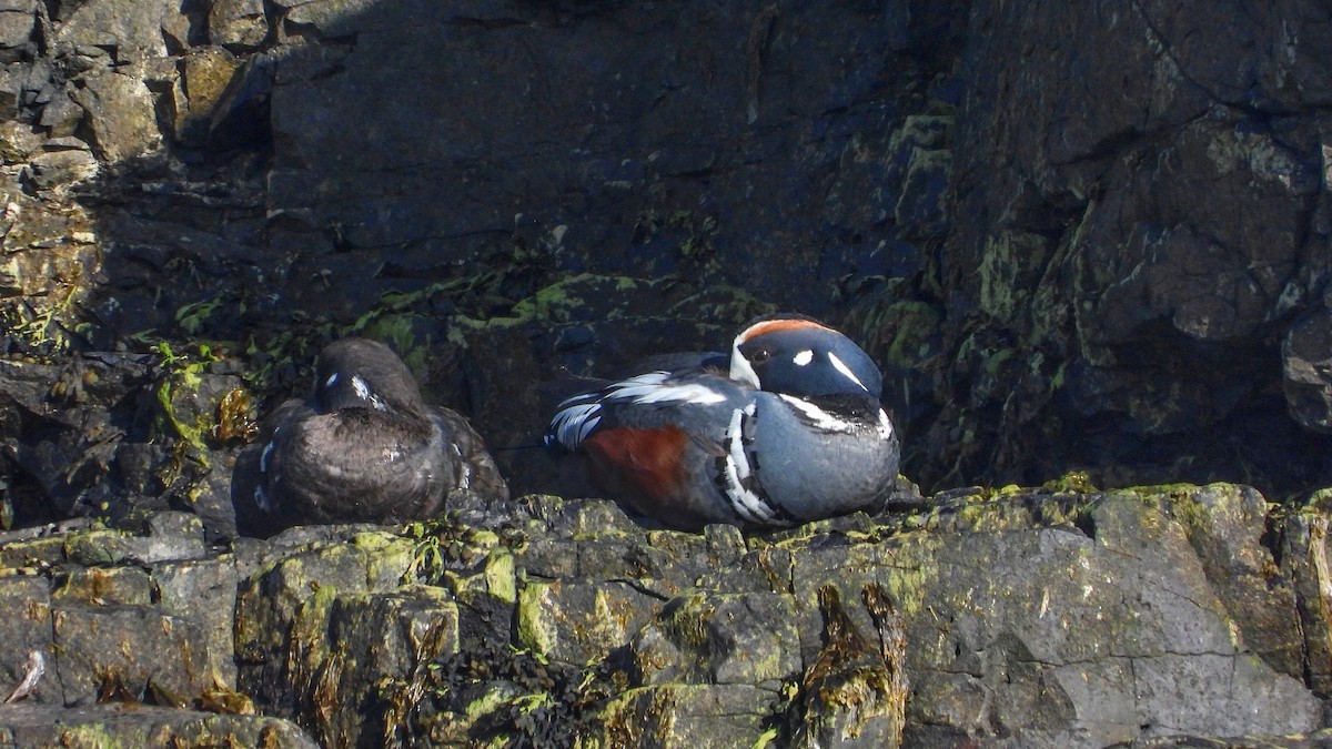 Harlequin Duck - ML623674648