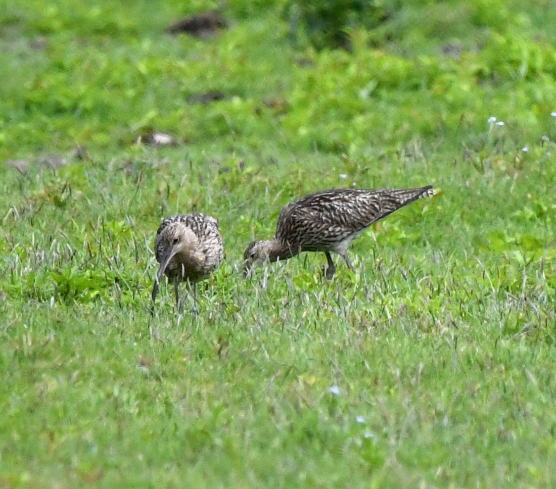 Eurasian Curlew - A Emmerson