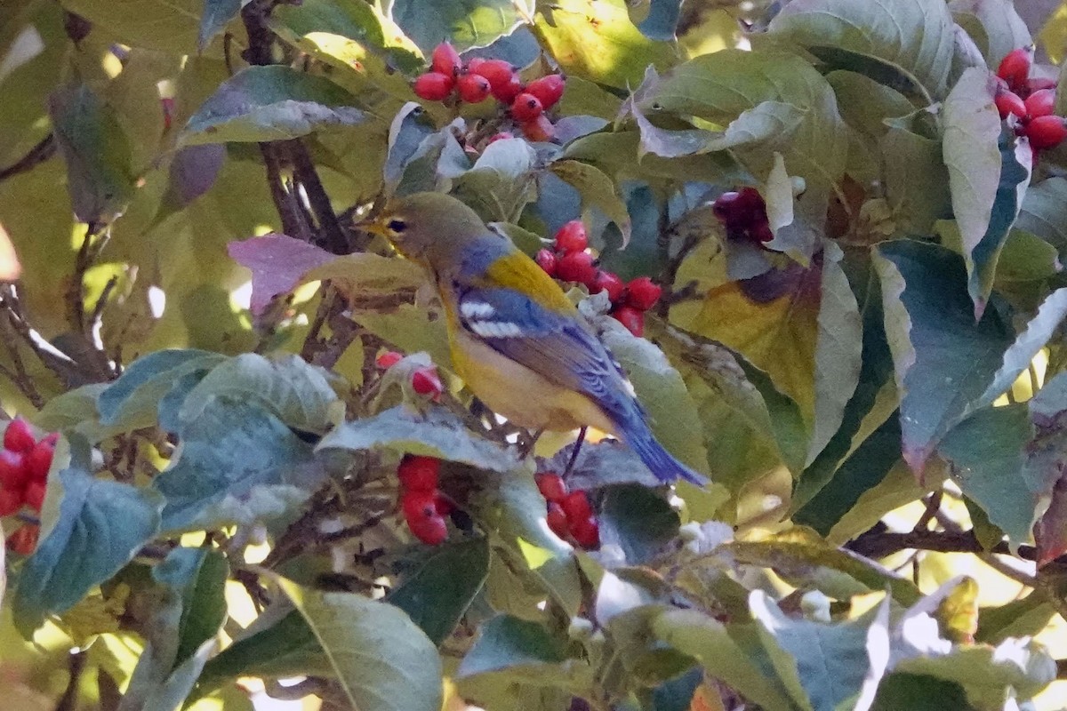Northern Parula - ML623674674
