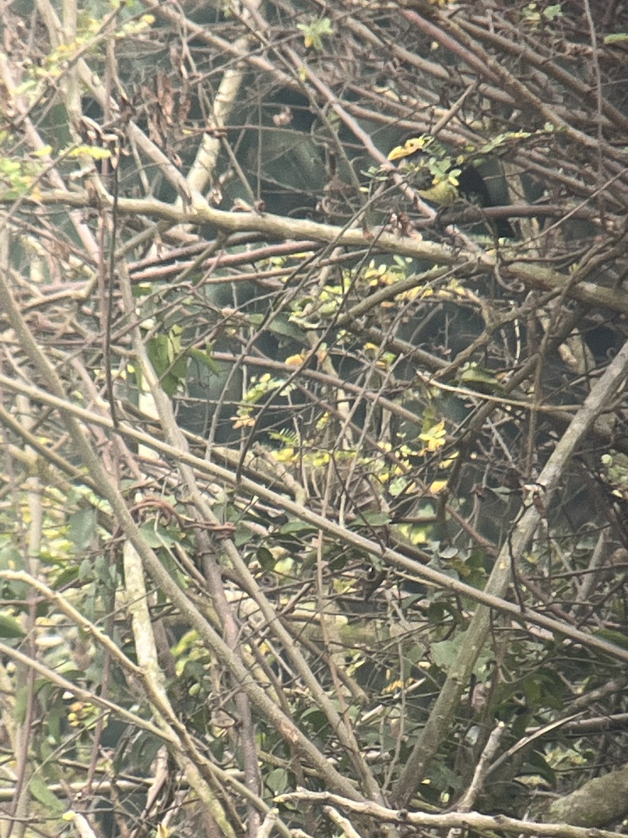 Yellow-billed Barbet - ML623674688