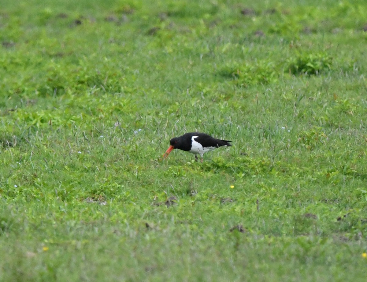 Huîtrier pie (ostralegus/longipes) - ML623674702