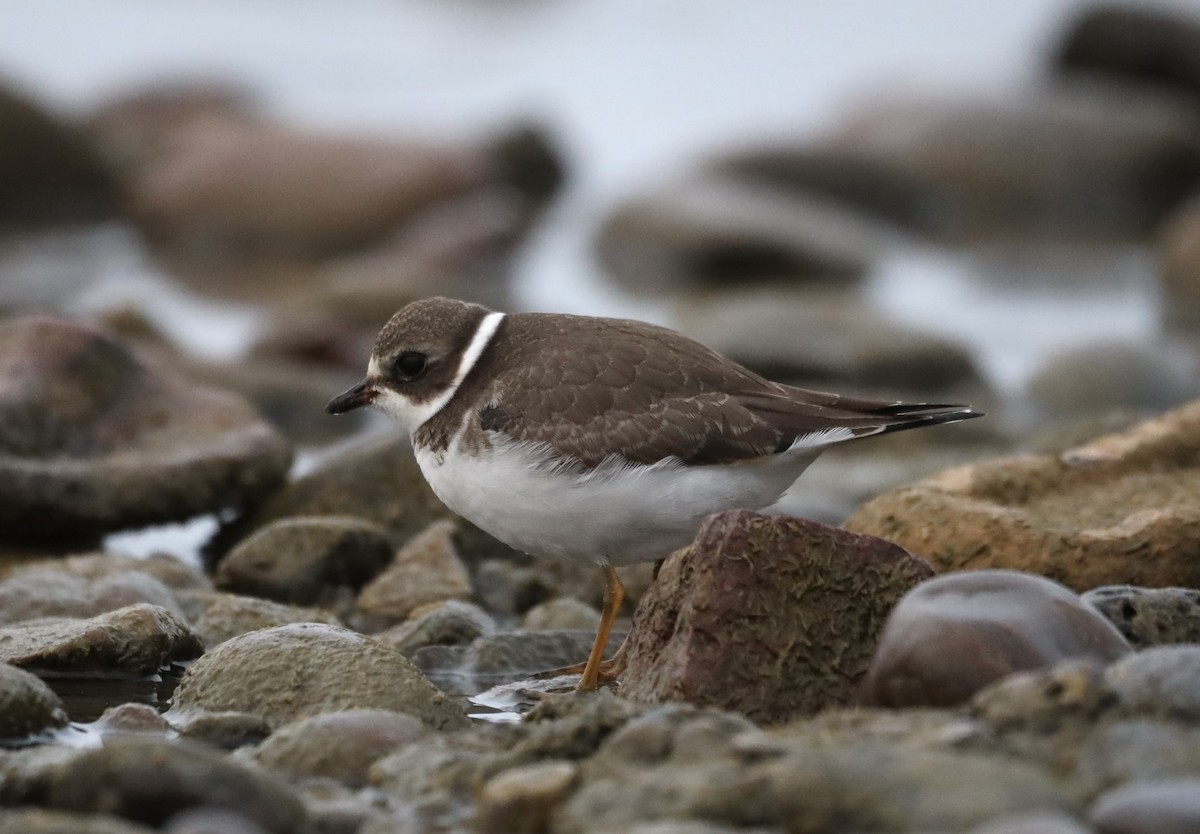 Semipalmated Plover - ML623674723