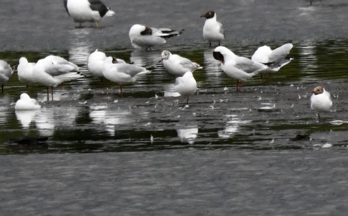 Mouette rieuse - ML623674738