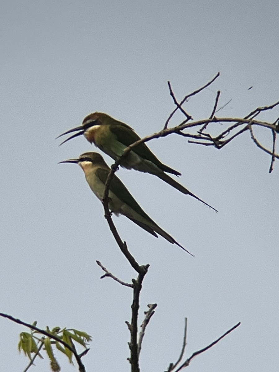 Madagascar Bee-eater - Beau Shroyer