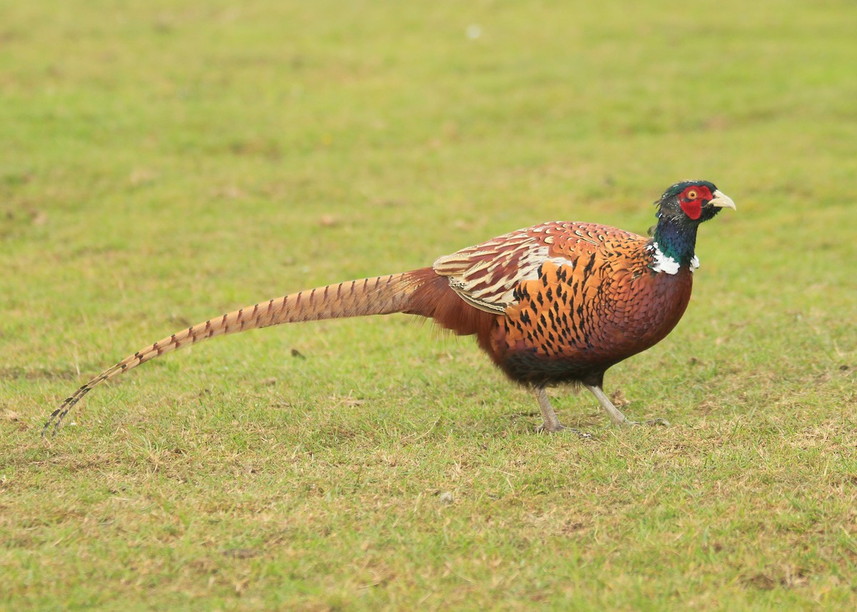 Ring-necked Pheasant - ML623674846