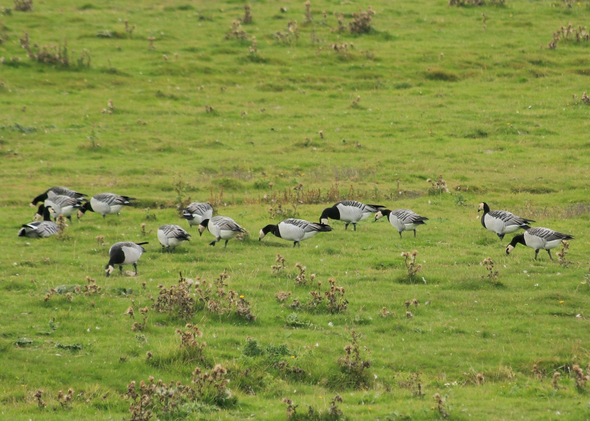 Barnacle Goose - Livio Rey