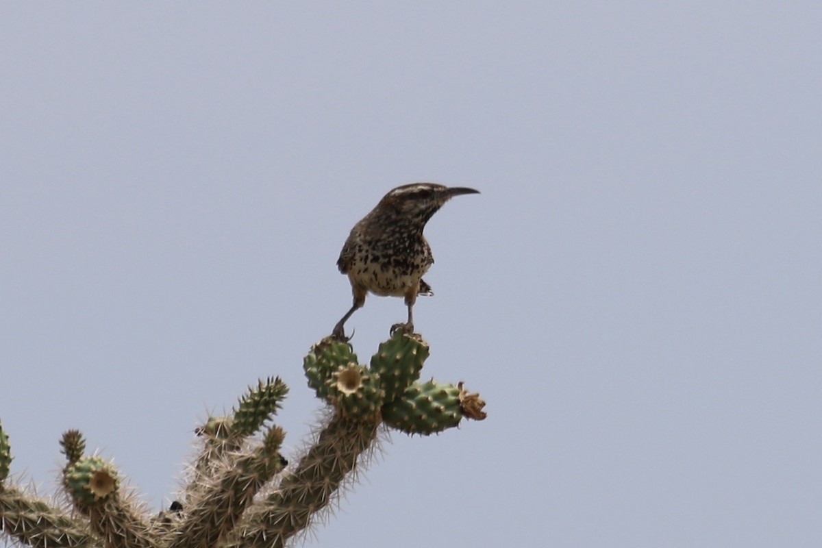 Cactus Wren - ML623674865