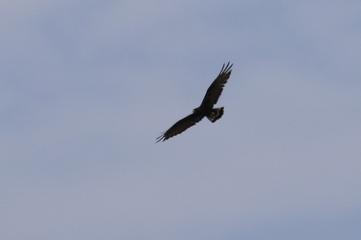 Zone-tailed Hawk - ML623674866