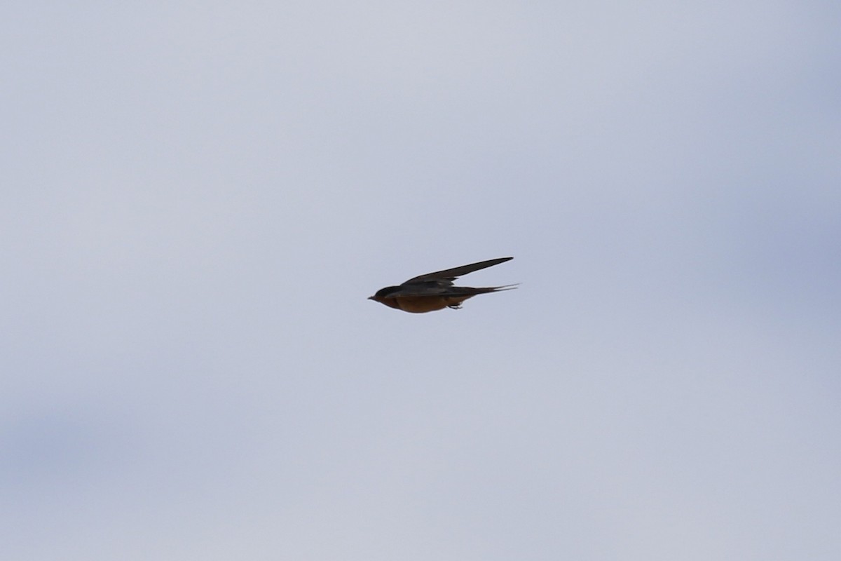 Barn Swallow (American) - ML623674868