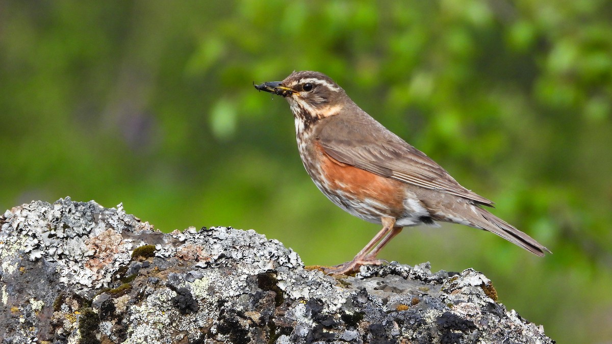 Redwing (Icelandic) - ML623674917