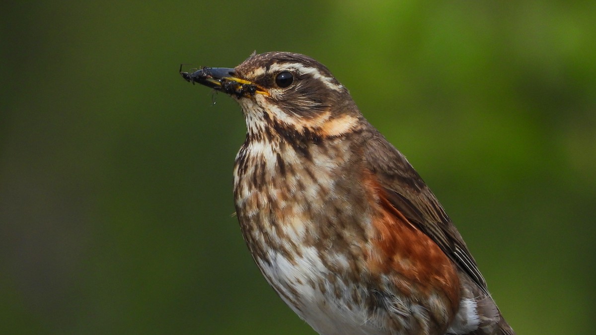 Redwing (Icelandic) - ML623674918