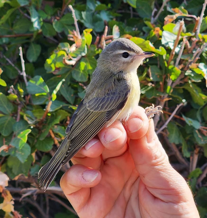 Warbling Vireo - ML623674919