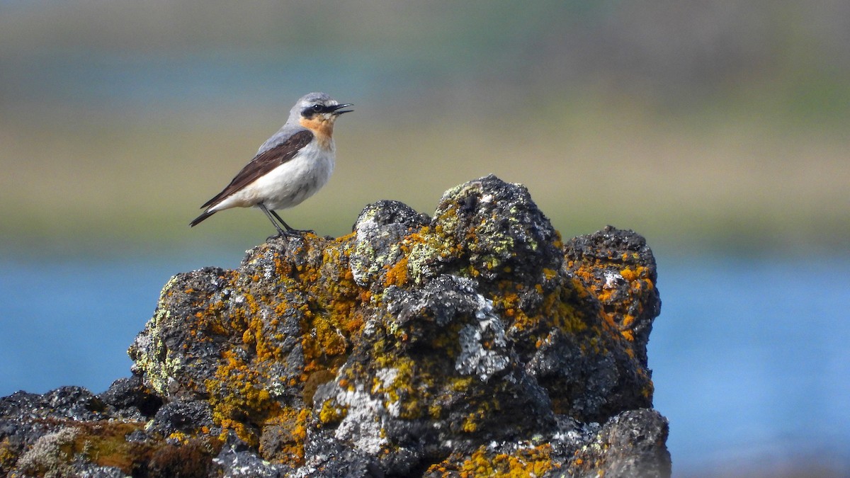 Northern Wheatear (Greenland) - ML623674941