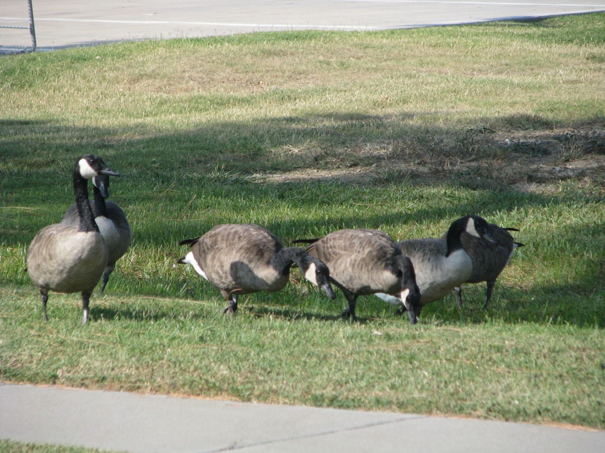 Canada Goose - ML623674949