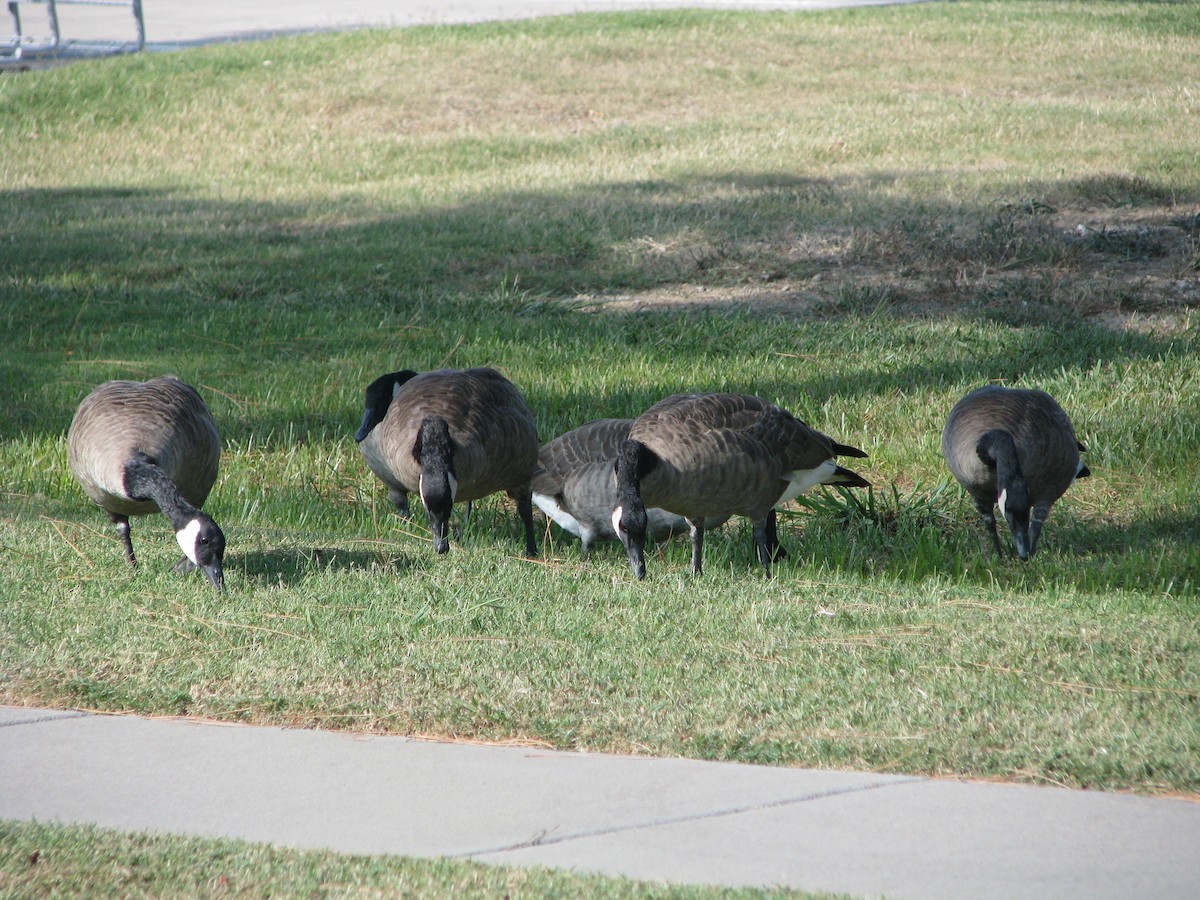 Canada Goose - ML623674951