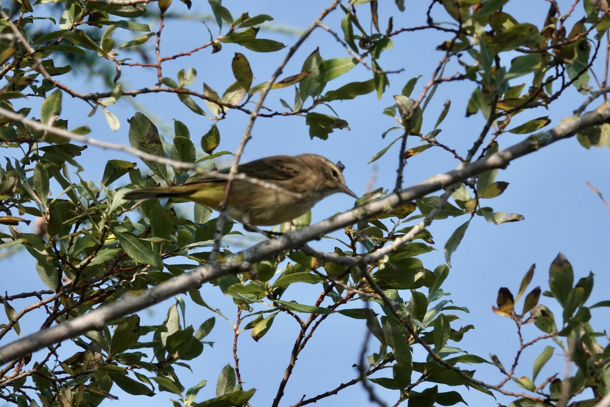 Palm Warbler - ML623674977