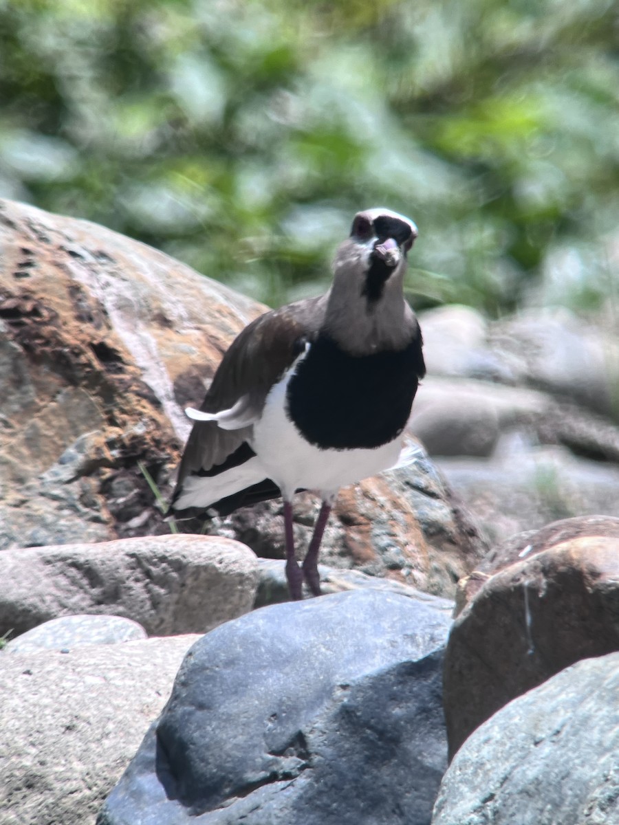 Southern Lapwing - ML623674988