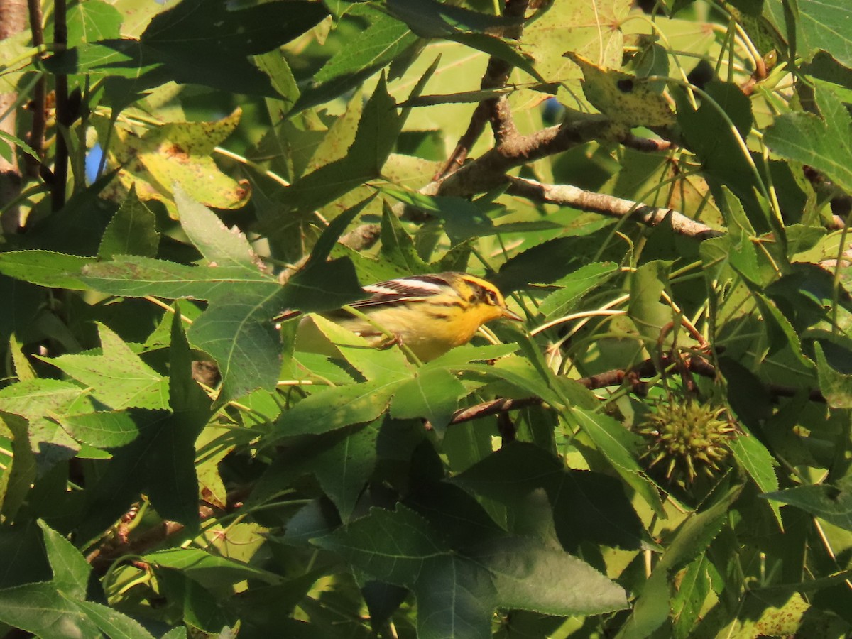 Blackburnian Warbler - ML623675047