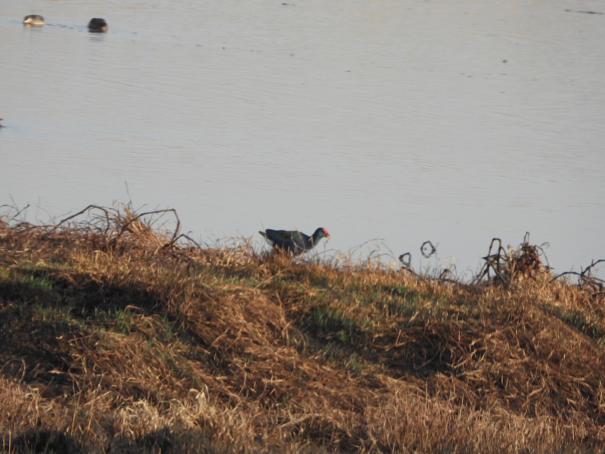 African Swamphen - Fabio Consolino