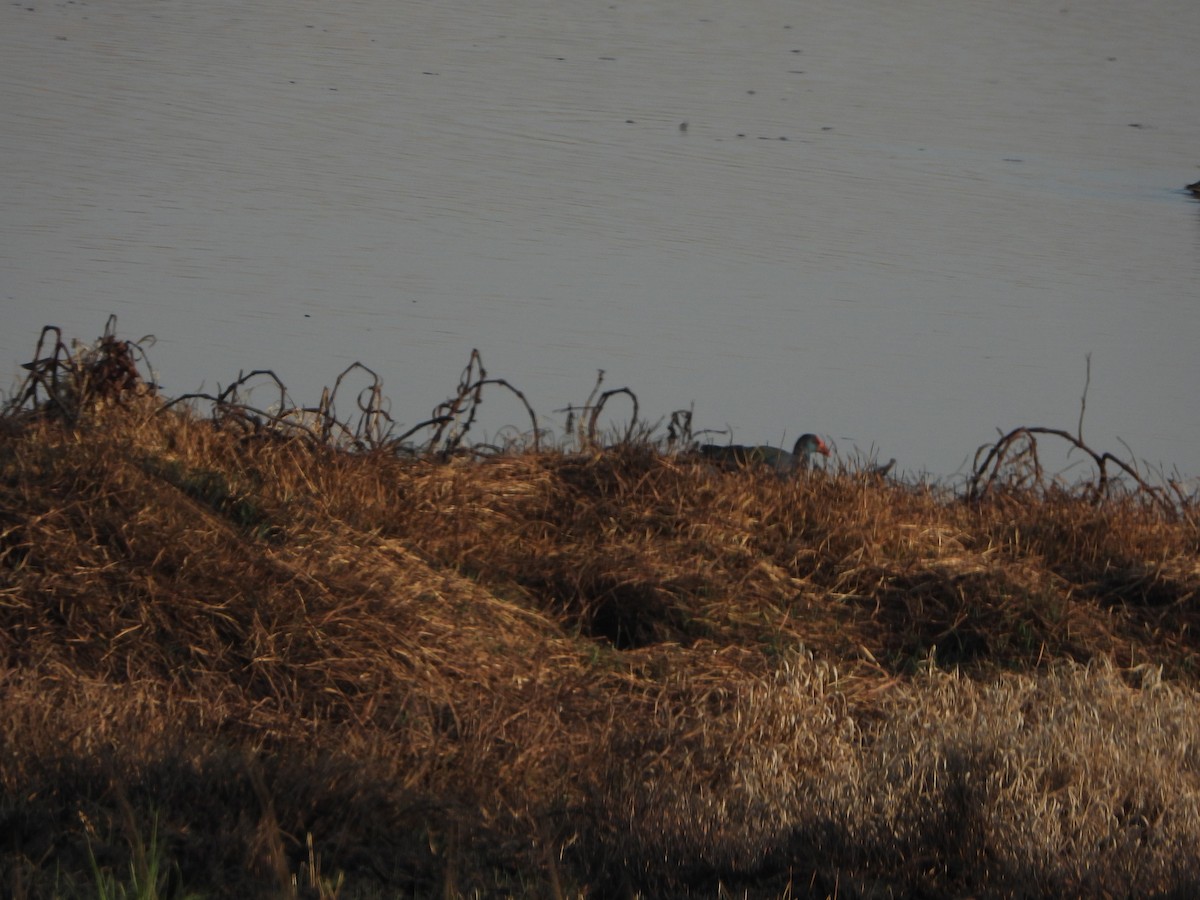 African Swamphen - ML623675182