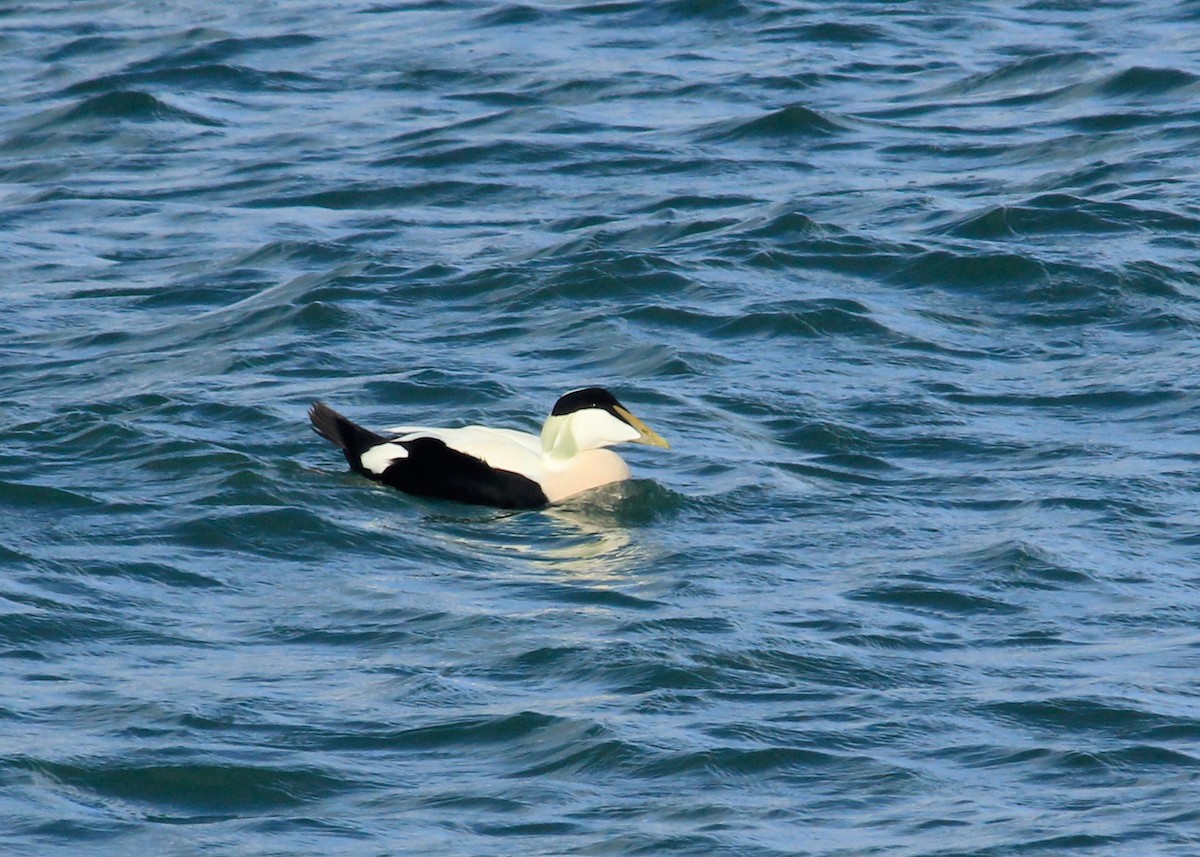 Common Eider (Eurasian) - ML623675189