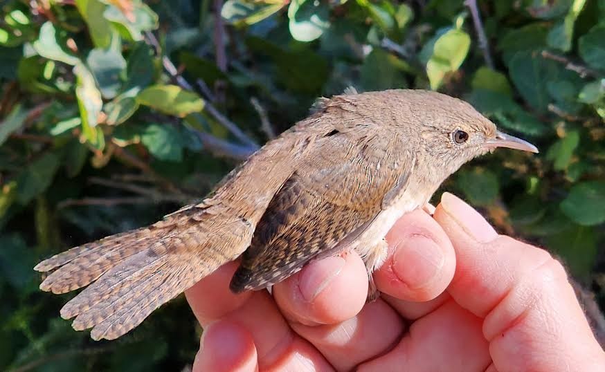 House Wren (Northern) - Nancy Cox