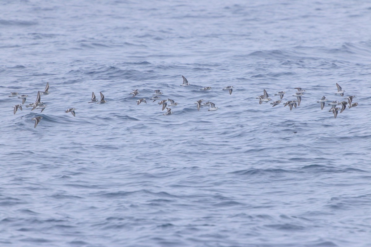 Red-necked Phalarope - ML623675198