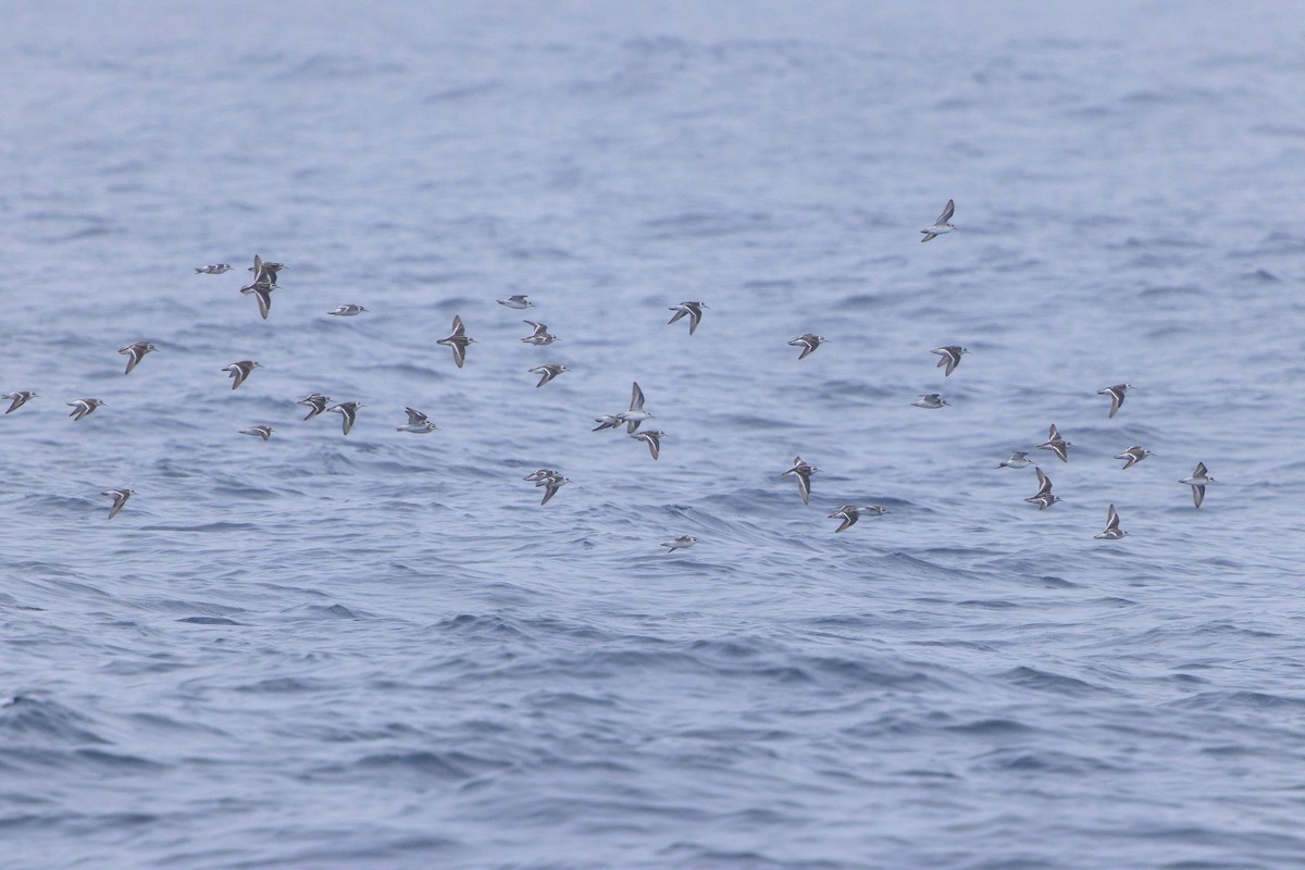 Red-necked Phalarope - ML623675199