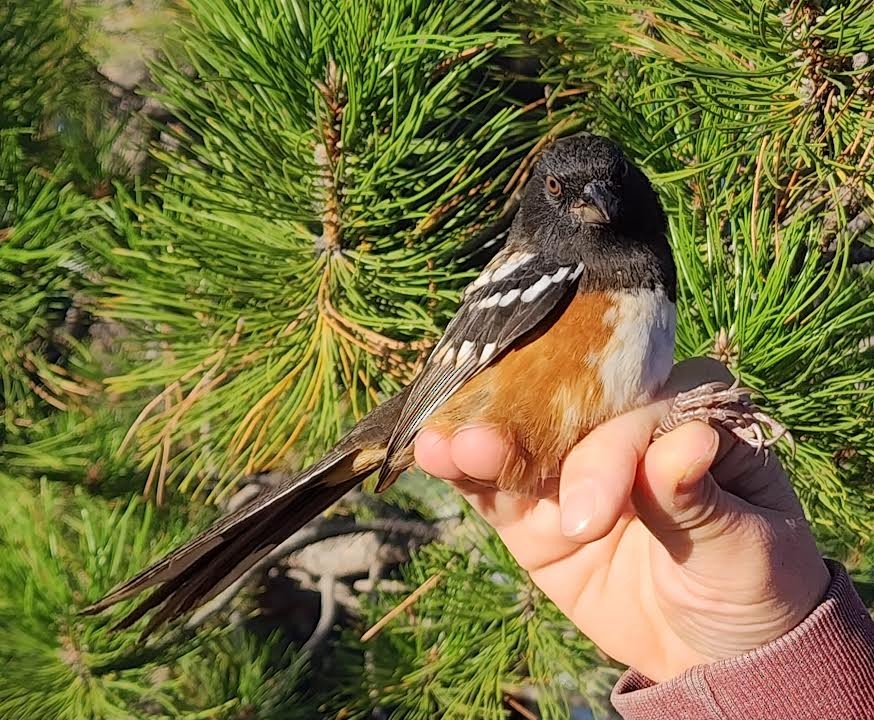 Spotted Towhee - ML623675217