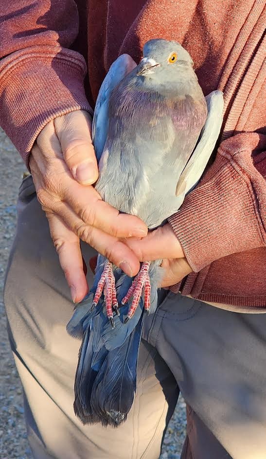 Rock Pigeon (Feral Pigeon) - ML623675223