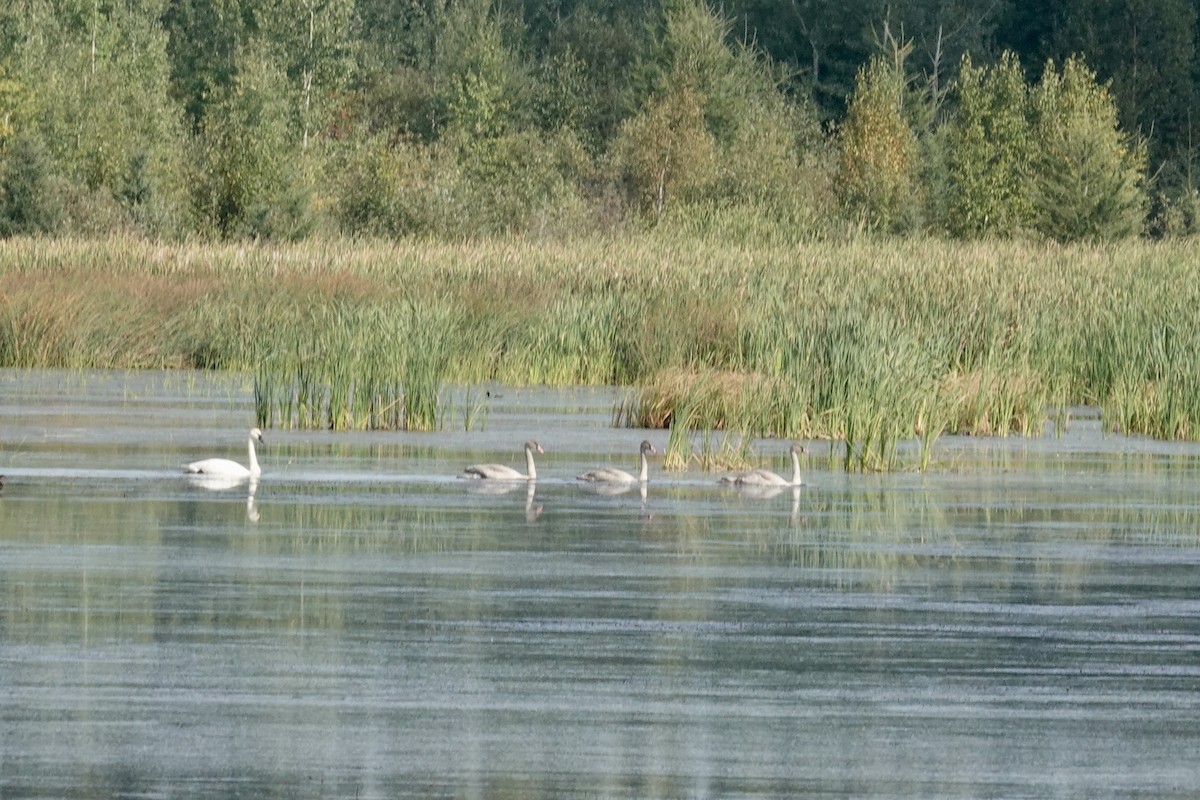 Trumpeter Swan - ML623675229