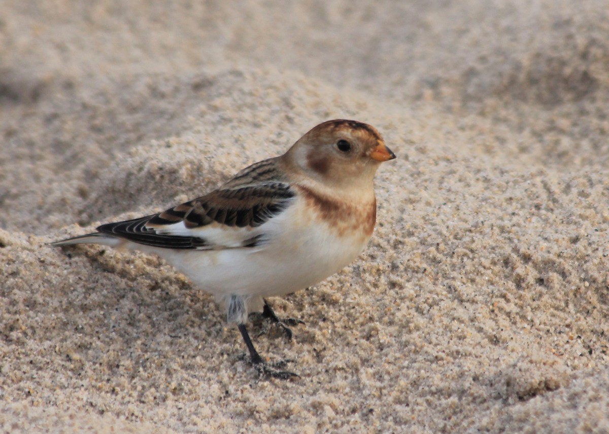 Snow Bunting - ML623675236